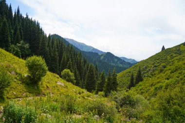 Ile-Alatau Ulusal Parkı. Almaty yakınlarında farklı bitki örtüsü olan dağlık bir bölge. Tian Shan Dağları.