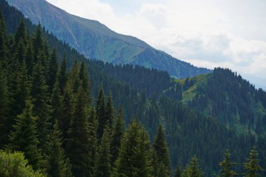 Ile-Alatau Ulusal Parkı. Almaty yakınlarında farklı bitki örtüsü olan dağlık bir bölge. Tian Shan Dağları.