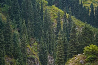 Alma-Arasan Boğazı. Ile-Alatau Ulusal Parkı. Farklı bitki örtüsüne ve nehirlere sahip dağlık arazi.