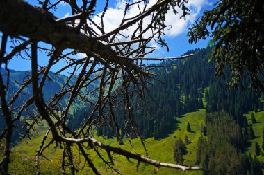 Kurumuş eski bir ağacın parçası. Dağlık arazi. Tien Shan Dağları.