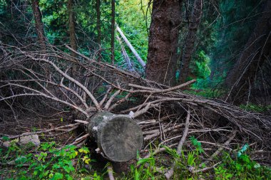 Kurumuş eski bir ağacın parçası. Dağlık arazi. Tien Shan Dağları.