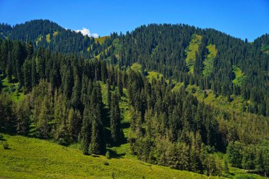 Ile-Alatau Ulusal Parkı. Farklı bitkilerle dolu bir dağ geçidi..