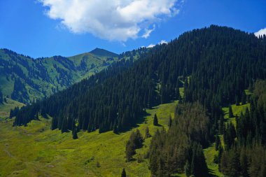 Ile-Alatau Ulusal Parkı. Farklı bitkilerle dolu bir dağ geçidi..