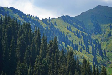 Ile-Alatau Ulusal Parkı. Farklı bitkilerle dolu bir dağ geçidi..