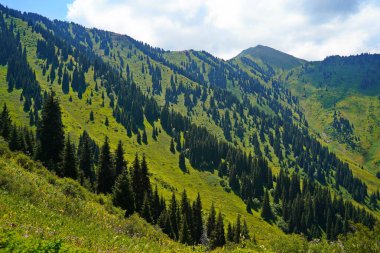 Ile-Alatau Ulusal Parkı. Farklı bitkilerle dolu bir dağ geçidi..