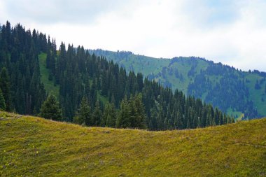 Ile-Alatau Ulusal Parkı. Farklı bitkilerle dolu bir dağ geçidi..