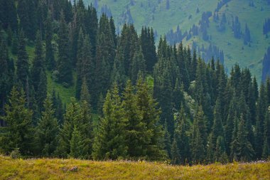 Ile-Alatau Ulusal Parkı. Farklı bitkilerle dolu bir dağ geçidi..