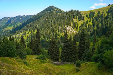 Ile-Alatau Ulusal Parkı. Farklı bitkilerle dolu bir dağ geçidi..
