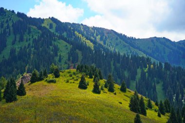 Ile-Alatau Ulusal Parkı. Farklı bitkilerle dolu bir dağ geçidi..
