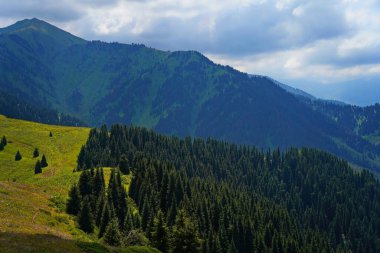 Ile-Alatau Ulusal Parkı. Farklı bitkilerle dolu bir dağ geçidi..