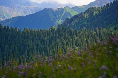 Ile-Alatau Ulusal Parkı. Farklı bitkilerle dolu bir dağ geçidi..