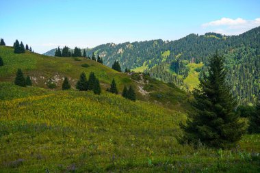 Ile-Alatau Ulusal Parkı. Farklı bitkilerle dolu bir dağ geçidi..
