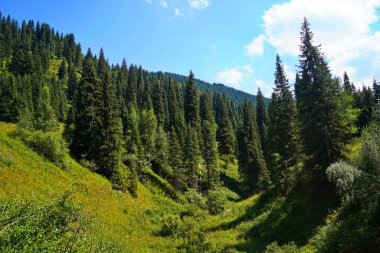 Ile-Alatau Ulusal Parkı. Farklı bitkilerle dolu bir dağ geçidi..