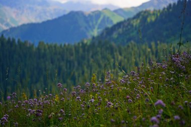 Bir vadide, dağlık bir alanda kır çiçekleri.