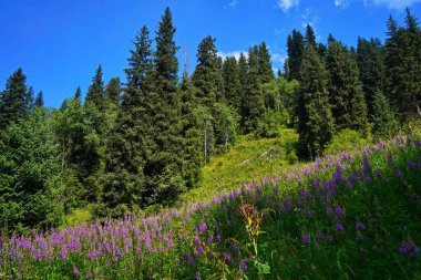 Bir vadide, dağlık bir alanda kır çiçekleri.