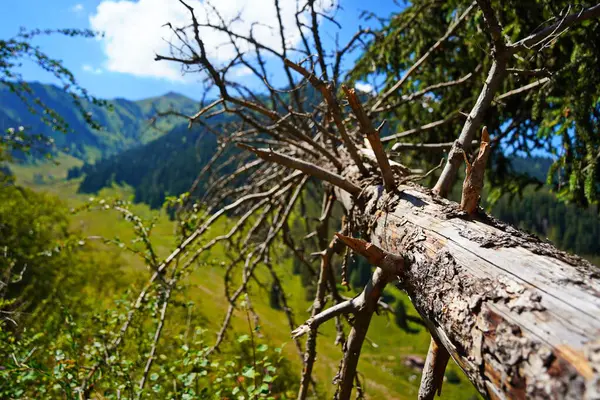 Kurumuş eski bir ağacın parçası. Dağlık arazi. Tien Shan Dağları.