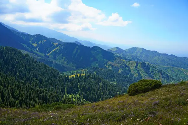 Ile-Alatau Ulusal Parkı. Farklı bitkilerle dolu bir dağ geçidi..