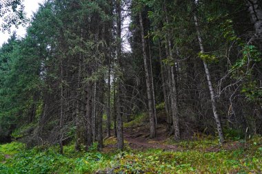 Ulusal Doğa Parkı. Farklı bitki örtüsü olan dağlık bir bölge. Bulutlu, yağmurlu.