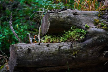 Ulusal Doğa Parkı. Farklı bitki örtüsü olan dağlık bir bölge. Bulutlu, yağmurlu.