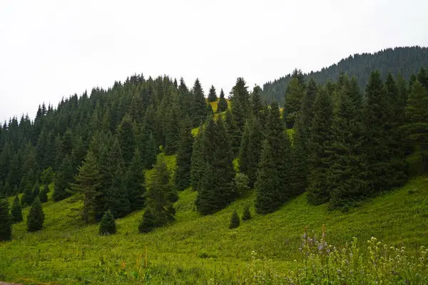 Ulusal Doğa Parkı. Farklı bitki örtüsü olan dağlık bir bölge. Bulutlu, yağmurlu.