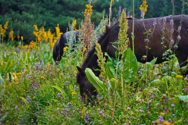Atlar dağlık arazide otlar. Ulusal Park.