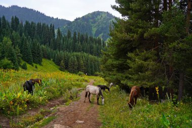 Atlar dağlık arazide otlar. Ulusal Park.
