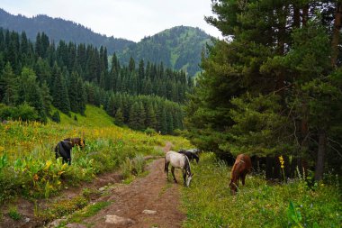 Atlar dağlık arazide otlar. Ulusal Park.