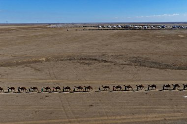 Büyük bir deve kervanı Almaty bölgesinde bozkırdan geçiyor. Guinness Rekorlar Kitabı 'nı düzeltiyorum. İnsansız hava aracının görüntüsü.