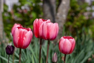 Güzel beyaz gül laleleri ile bahar arkaplanı, Lindau, Almanya