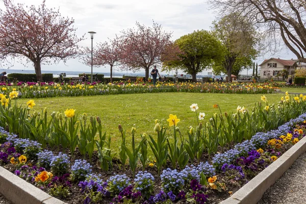 stock image MEERSBURG, GERMANY - APRIL 22, 2023: Flower bed with a lot of flowers on Meersburg embankment