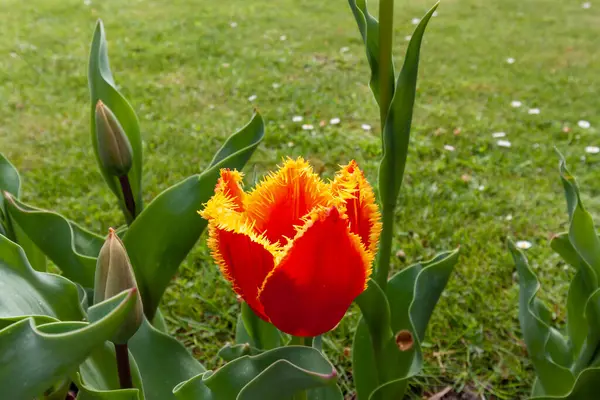 Tulipe Poussière Fleurissant Sur Lit Fleurs Meersburg Allemagne — Photo