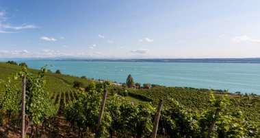 Meersburg tepelerindeki üzüm bağları. Uzakta Constance Gölü