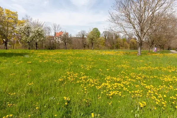 Nisan ortasında karahindiba ile yeşil çayır, Meersburg