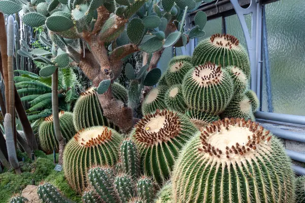 Zielony Piękny Kaktus Golden Barrel Kaktusa Zbliżenie Ogrodzie Botanicznym — Zdjęcie stockowe