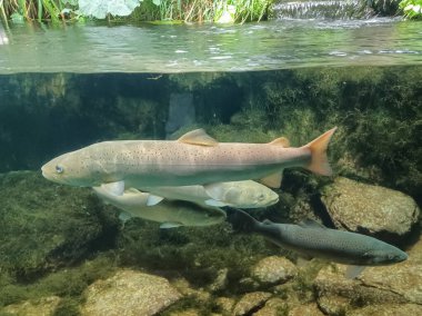 Ortak huchen güzel nehirde yüzme (Hucho hucho). Güzel salmonid balık fotoğrafı kapatın. Sualtı fotoğrafçılığı vahşi doğada. Dağ dere habitat