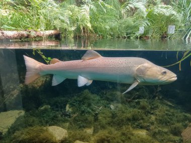 Ortak huchen güzel nehirde yüzme (Hucho hucho). Güzel salmonid balık fotoğrafı kapatın. Sualtı fotoğrafçılığı vahşi doğada. Dağ dere habitat