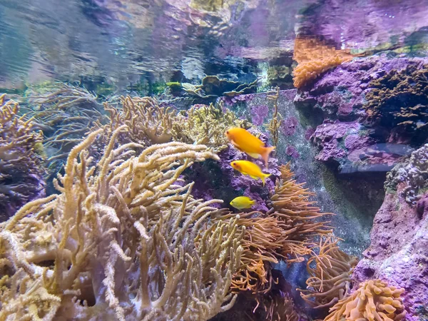 Кораллы Красивые Оранжевые Рыбы Аквариуме — стоковое фото