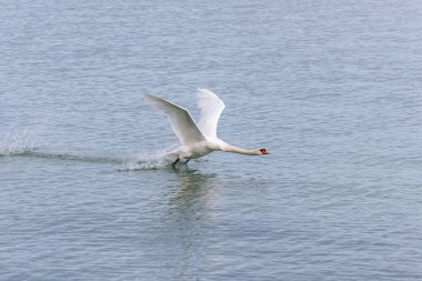 Dilsiz Kuğu. Swan sudan kalkıyor. Suyun üzerinde koşan kuğu... Burada Friedrichshafen, Almanya 'da Constance Gölü üzerinde uçuyoruz.