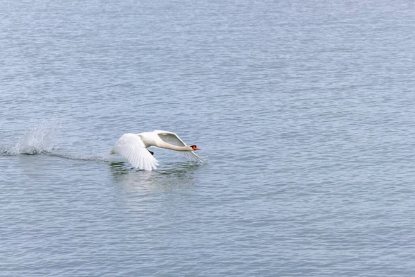 Немой Лебедь Свон Вылетает Воды Swan Работает Воде Над Озером — стоковое фото