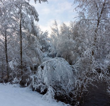 Kışın hızlı akan nehir. Kıyıda karla kaplı ağaçlar. Almanya, Ravensburg