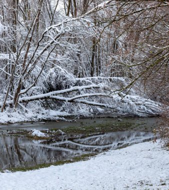 Küçük bir nehrin yatağında devrilmiş bir ağaç. Kış, her yer karla kaplı.