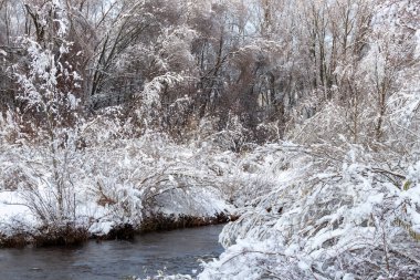 Kışın hızlı akan nehrin kıyısındaki karla kaplı ağaçlar. Almanya, Ravensburg