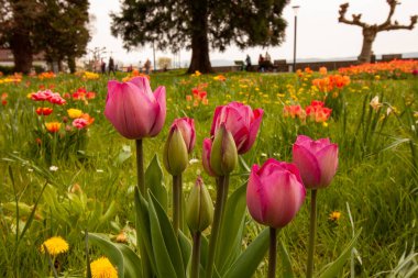Langenargen 'in setinde mor laleler çiçek açıyor. Bodensee bölgesi
