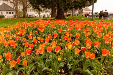 LANGENARJEN, GERMANY - 7 Nisan 2024: Langenargen seti üzerinde portakal çiçekleri