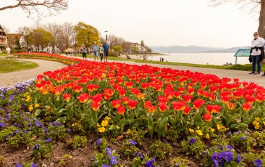 LANGENARJEN, GERMANY - 7 Nisan 2024: Langenargen setinde çok fazla çiçek var, kimse umursamadan geçmiyor, bir çoğu fotoğraf çekiyor