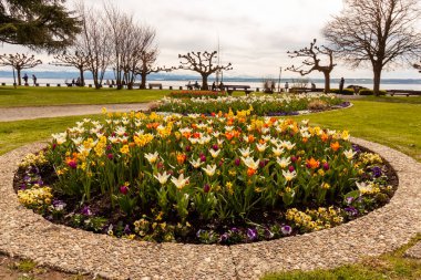 HAGNAU, GERMANY - 29 Mart 2024 Hagnau seti üzerinde birçok çiçek var