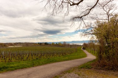 Mart ayı sonunda, Almanya 'nın Meersburg bölgesinde Constance Gölü yakınlarındaki yamaçlarda üzüm bağları