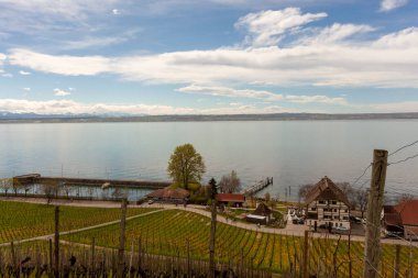 Mart ayı sonunda, Almanya 'nın Meersburg bölgesinde Constance Gölü yakınlarındaki yamaçlarda üzüm bağları