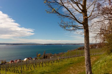 Mart ayı sonunda, Almanya 'nın Meersburg bölgesinde Constance Gölü yakınlarındaki yamaçlarda üzüm bağları