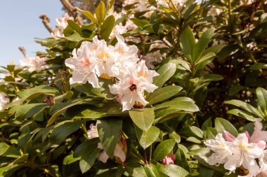 Parlak ve güzel beyaz rhododendron çiçekleri ilkbaharda Bodensee, Langenargen, Almanya yakınlarında açar.